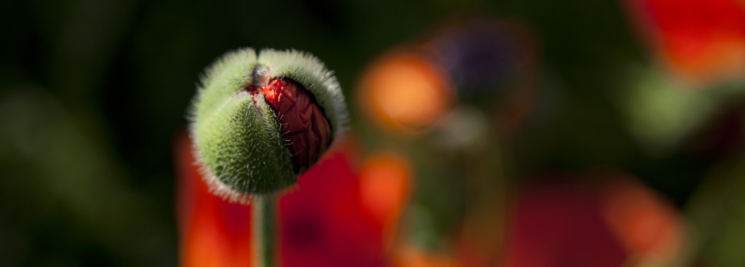 Gardens of Easy Town, photo by Charlie Alice Raya